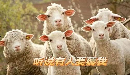 爆料君子羊视频揭秘,视频爆料背后的真相与内幕 第2张 爆料君子羊视频揭秘,视频爆料背后的真相与内幕 第2张